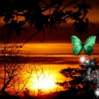 âœ°Green Butterfly Sunriseâœ°