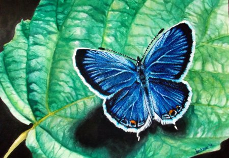 ✰Drops on the Leaf✰ - pretty, Leaf, summer, blue, droplets, Animals, butterfly designs, Mixed Media, drops, beauty, colors, lovely, cool, sweet, Traditional Art, green, wings, Plants, butterfly, cute