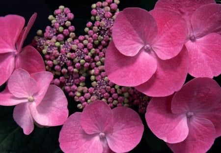 Flowers - amazing, flowers, pink, beautiful