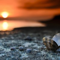 Shell on Beach