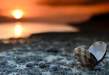 Shell on Beach - Sunset, Sun, sea shells, sand