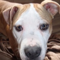 Cute Puppy