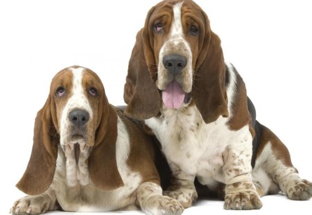 Great Pair - Droopy eyes, long ears, sad eyes, Basset hounds