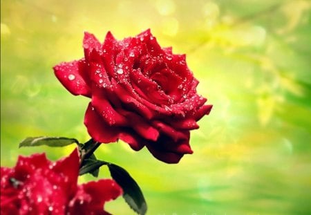 Dearly Beloved - Flowers & Nature Background Wallpapers on Desktop ...