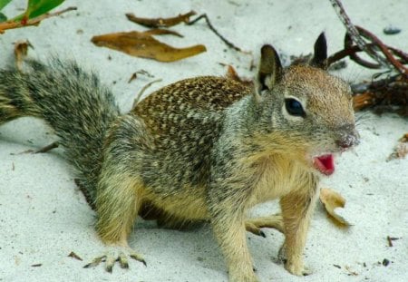 Ah, Who Took My NUT - Nut, Sand, Pannic, Squirrel