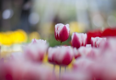 *** Tulips *** - nature, tulips, bokeh, flowers