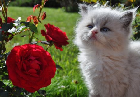 Cat - sleepy, cute, beautiful, cat, sleeping, kitty, cats, hat, cat face, paws, face, animals, pretty, beauty, sweet, kitten, lovely