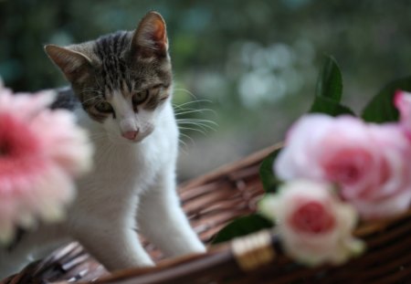 Cat - sleepy, cute, beautiful, cat, sleeping, kitty, cats, hat, cat face, paws, face, animals, pretty, beauty, sweet, kitten, lovely