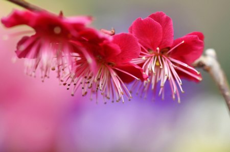 *** Pink flowers *** - flowers, nature, color, pinc, flower