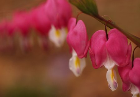 *** Flowers *** - flower, pink, flowers, nature, color