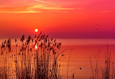 Morning glow - nice, sky, sun, water, sunset, shine, amazing, pretty, reflection, river, sunny, grass, morning, rays, lake, sunlight, light, summer, lovely, glow, nature, beautiful, sunrise