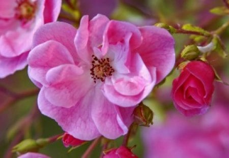 Rose bush - pretty, roses, summer, spring, pink, leaves, flowering, flowers, garden, nice, delicate, beautiful, lovely, petals, bush, nature, tender