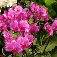 Pretty orchids