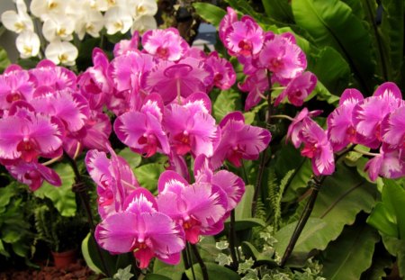 Pretty orchids