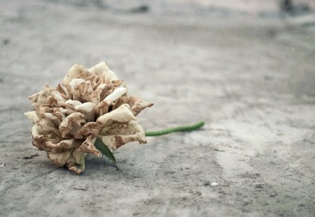 Forgotten - white, alone, forgotten, rose, flower