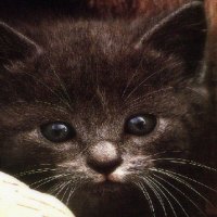 Kitty