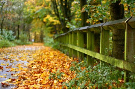 Autumn - leaf, tree, autumn, naure