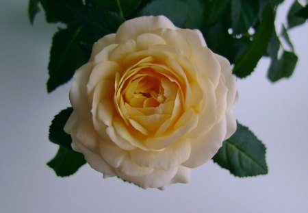 rose - easter rose, touchd by you, kiss of love, yello