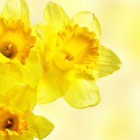 Yellow daffodils