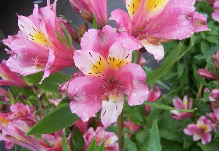 Alstroemeria - Lilies of the Incas - flower, lily of the incas, pink, alstroemeria, yellow, nature, green