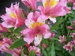 Alstroemeria - Lilies of the Incas