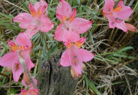 Alstroemeria - Lilies of the Incas - lily of the incas, nature, green, alstroemeria, orange, flower, pink