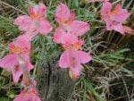 Alstroemeria - Lilies of the Incas