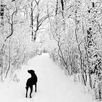 Black labrador on a winter walk