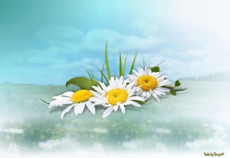 Daisies - pretty, flowers, yellow, blue, white, sky, clouds, daisies, green