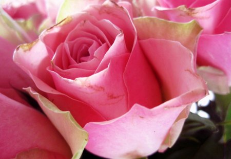 Pink - photograpy, nature, roses, beautiful, flowers, rose, flower