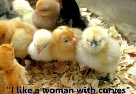 I like the Curves - nature, chicks, funny, baby animals, baby chickens, spring