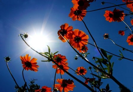 WILD FLOWERS - daisies, flowers, nature, sun, sky, wild flowers