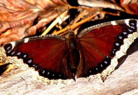 MORNING CLOAK - view, brown, butterfly, winter, mourning cloak, photos, harmony