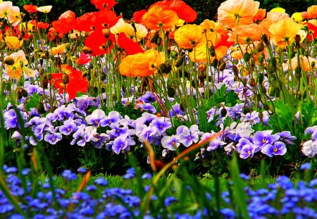 SPRING COLORS - flowers, nature, spring, colors, field