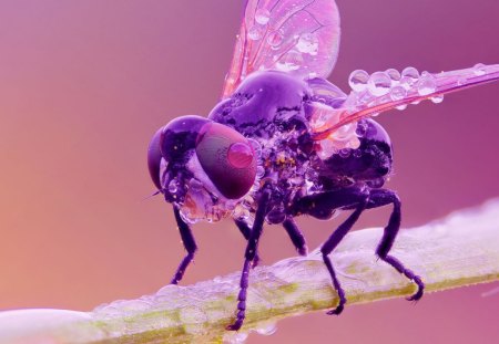 Pink fly - black, animal, nature, fly, wings, insect, pink