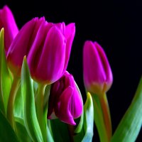 TULIPS