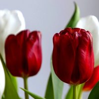 TULIPS in RED n WHITE