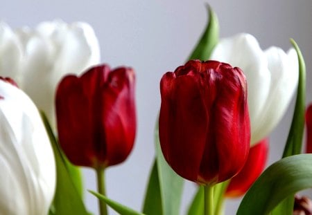 TULIPS in RED n WHITE - white, tulips, flower, red