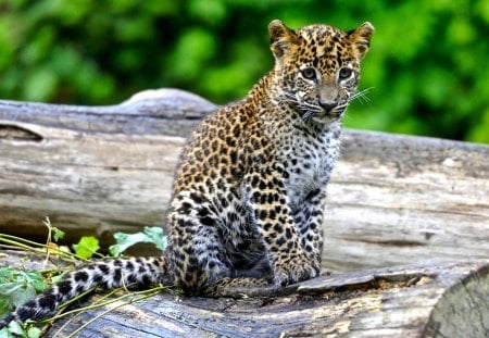 LEOPARD CUB - leopard, animal, cub, wild, cat