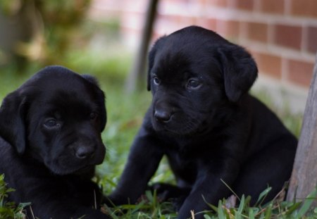 Labrador puppies - black, puppies, sweet, Labrador