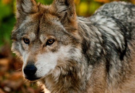 Grey Wolf - nature, wolves, predator, wolfpark