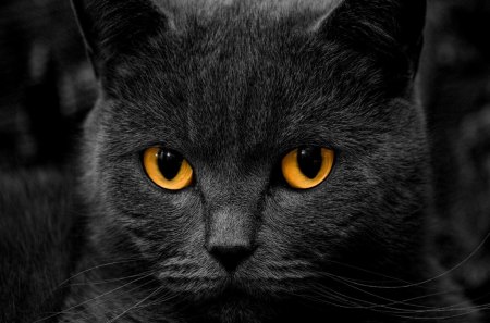 Cat face - back, pet, animal, eyes, face, cat