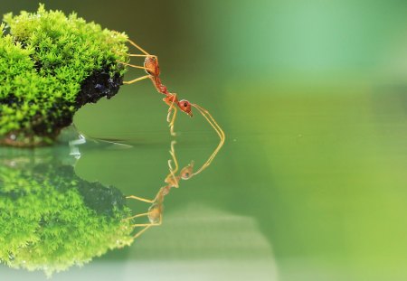 Ant - macro, ants, reflection, animals