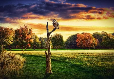 The Owl - sky, trees, landscape, clouds, bird