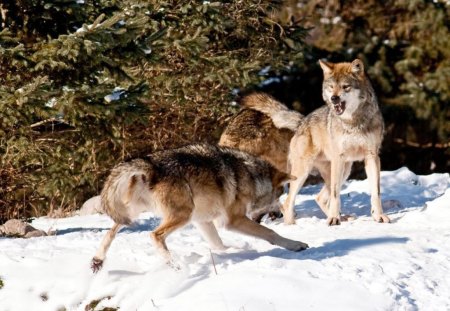 Wolves Playing - wolf, nature, predator, grey, snow, winter