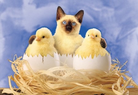 Happy Easter Everyone! - eggs, chick, spring, Easter, cat, holiday, nest, kitten, chicks, Happy Easter, friends