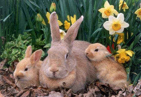 Happy Easter! - three, easter, brown, bunnies