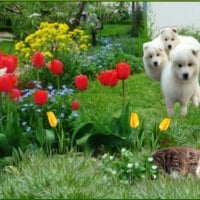 dogs and  a sleeping cat