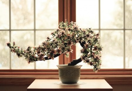 Bonsai - window, plant, oriental, pot, bonsai