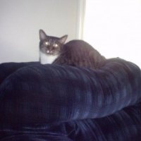 "Tiger"  - Look at that face!